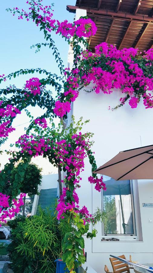 Haraki Mare Studios Beach Front Exterior photo